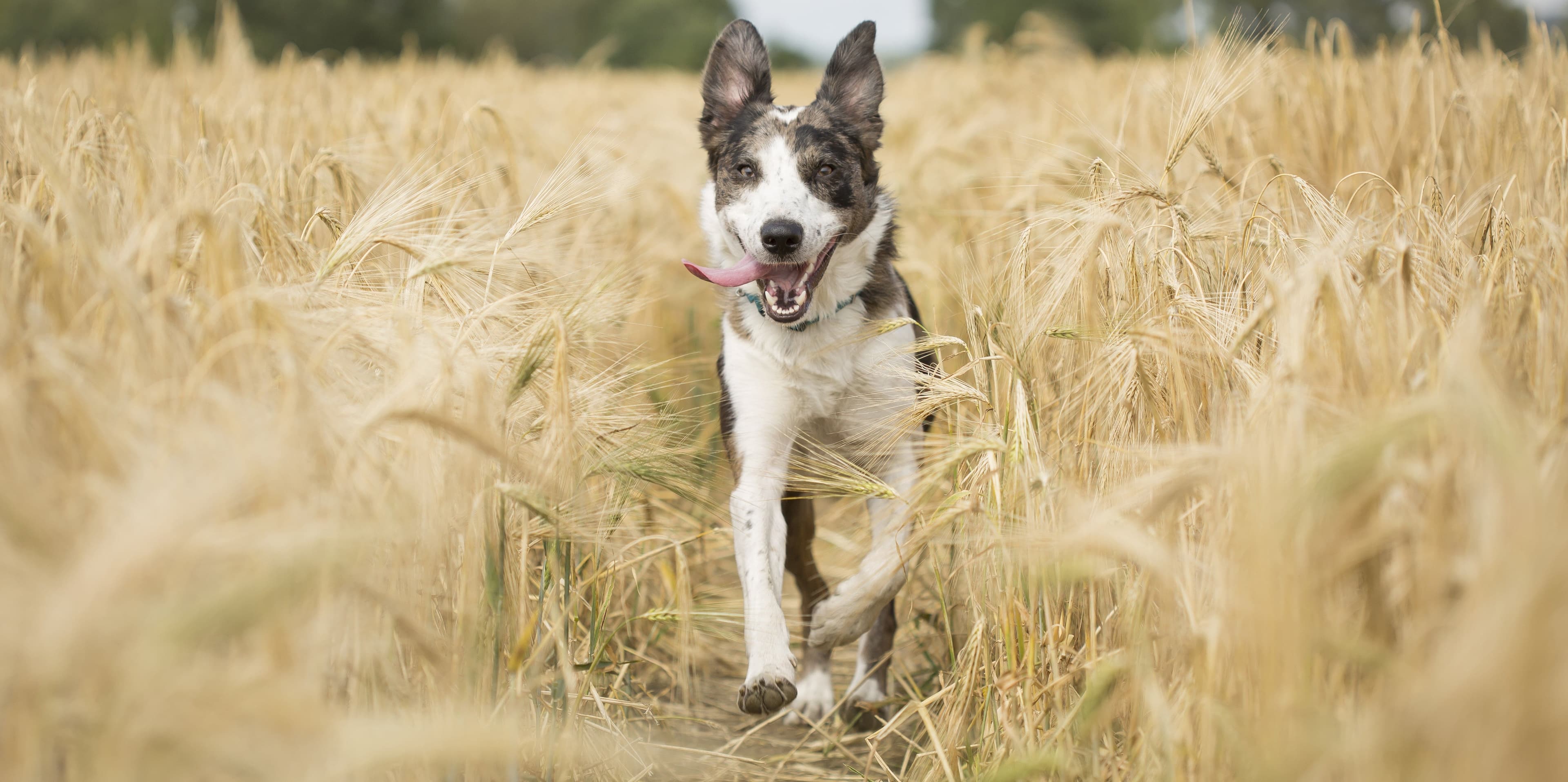 Yellow dog running in the field